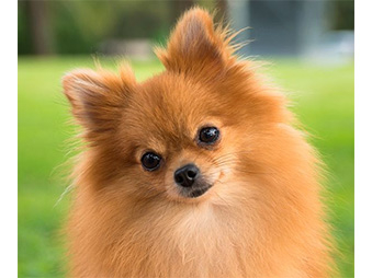 معرفی و بررسی دقیق نژاد سگ پامرانین